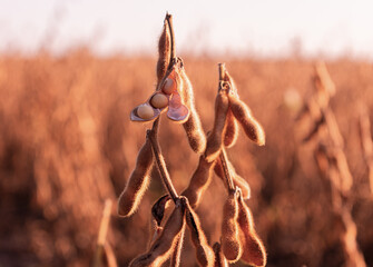 Golden soybeans under the sun, ready to be harvested in fields stretching to the horizon