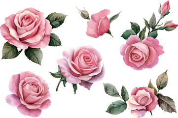 Watercolor Pink Rose Flower Art Clipart