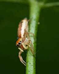 Iridescent jumping spider on passion fruit stem eating an aphid, Mahe Seychelles