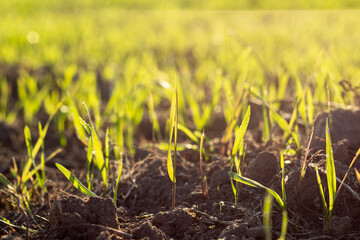 Green winter wheat under the gentle light of the morning, gently swaying in the wind