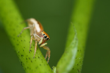 Iridescent jumping spider on passion fruit stem eating an aphid, Mahe Seychelles