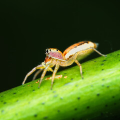 Iridescent jumping spider on passion fruit stem eating an aphid, Mahe Seychelles