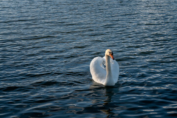White swan on Gorodishchenskoe Lake on a dark blue background on a summer sunny day, Izborsk, Pskov region, Russia