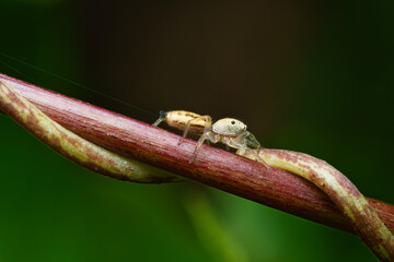 Iridescent jumping spider on passion fruit stem, Mahe Seychelles 2