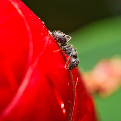 Macro photography of black ant on insuline flower head, Mahe, Seychelles