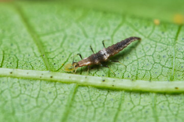 Macro photography of Brown Lacewing Larva on cotton tree leaf, Mahe, Seychelles