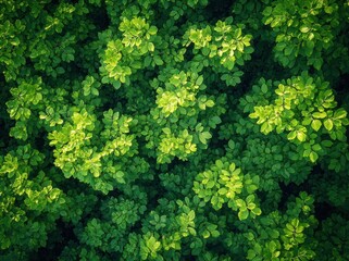 Aerial View of Lush Green Forest Dense Tree Canopy Sustainable Environment