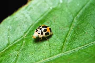 Macro photography of coloured ladybug on passion fruit leaf in garden, Mahe, Seychelles