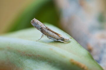 Macro photography of Culladia hastiferalis moth on green desert rose leaf, Mahe, Seychelles.