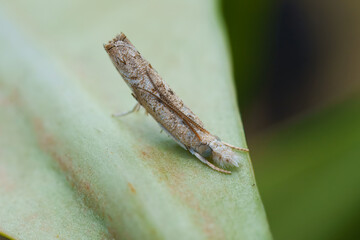Macro photography of Culladia hastiferalis moth on green desert rose leaf, Mahe, Seychelles.