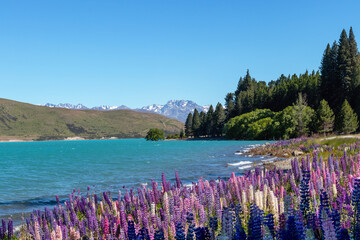 Springtime at lake Tekapo with lupin flowers