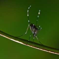 Macro photography of Genus Aedes mosquito, Mahe Seychelles