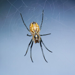 Macro photography of golden orb weavers spider on web, Mahe, Seychelles