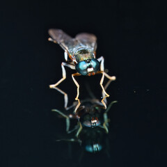 Macro photography of housefly on glass, Mahe, Seychelles