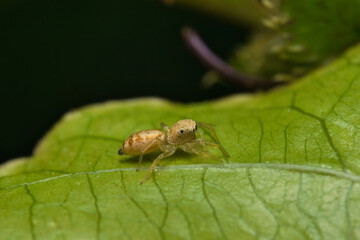 Macro photography of Iridescent jumping spider on passion fruit leaf, Mahe Seychelles