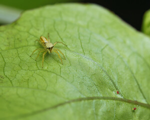 Macro photography of Iridescent jumping spider on passion fruit leaf, Mahe Seychelles