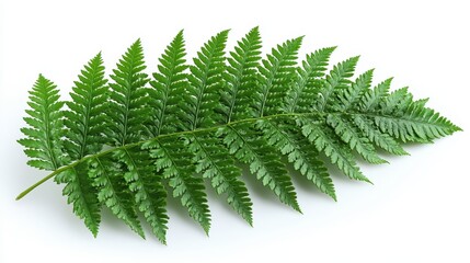 Lush Green Fern Leaf on White Background Capturing Nature's Delicate Beauty