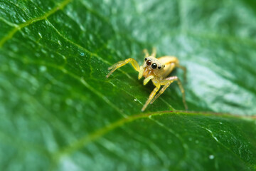 Macro photography of Iridescent jumping spider on passion fruit leaf, Mahe Seychelles