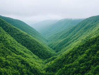 Obraz premium Lush Green Mountain Valleys with Thick Forests and Misty Atmosphere, Inviting Nature Lovers to Explore the Serenity of Untouched Wilderness