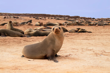 Wild animals. Harbor seals resting at the Cape Cross seal colony in Namibia, Africa.