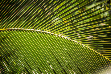 Obraz premium A leafy green palm tree with a long, thin leaf