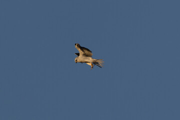 Close view of a white-tailed kite  hovering, seen in the wild in North California 