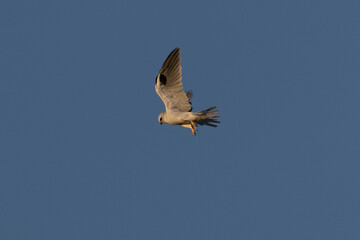 Close view of a white-tailed kite  hovering, seen in the wild in North California 