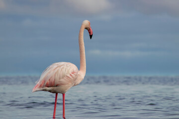 African wild birds. Lone great flamingo on the blue lagoon in the morning
