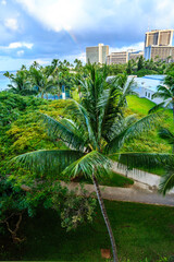 Fototapeta premium A palm tree is in the foreground of a lush green park