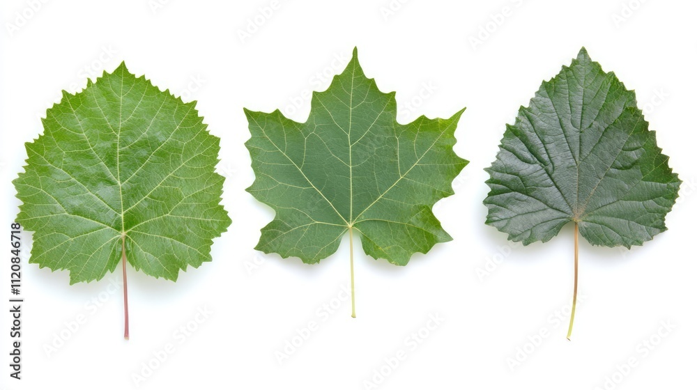 Poster summer green tree leaves displayed on a white background showcasing natural diversity and texture in