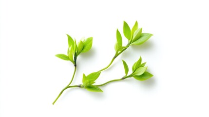 Fresh green aerial plant branch isolated on clean white background showcasing vibrant leaves and natural beauty for botanical compositions.