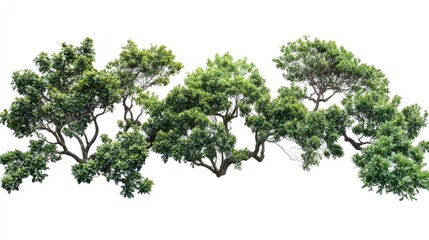 Obraz premium Large green tropical tree branch isolated on white background ideal for educational materials and botanical studies about plant biology.