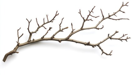 Dry, leafless tree branches isolated on a white background, evoking summer's harsh conditions and nature's resilience.