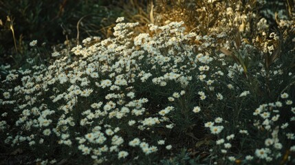Blooming Symphyotrichum dumosum flowers in a sunlit October meadow creating a serene natural ambiance
