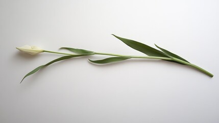 Obraz premium Elegant white lily stem with leaves displayed against a clean white background showcasing simplicity and natural beauty.