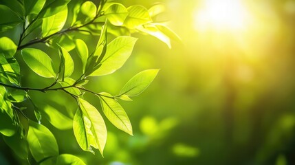 Fototapeta premium Vibrant Green Leaves Illuminated by Soft Sunlight in a Tranquil Natural Setting