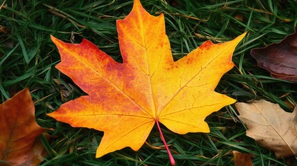 Fototapeta premium Vibrant Maple Leaf in Autumn Foliage Representing Seasonal Change in Japan Inviting Tourists to Experience Nature's Beauty in Fall