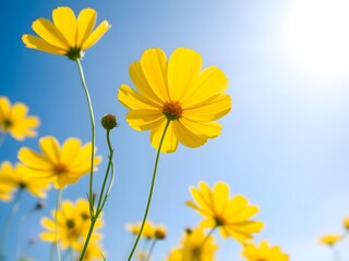 Vibrant yellow cosmos flowers blooming in the bright sunshine under a clear blue sky