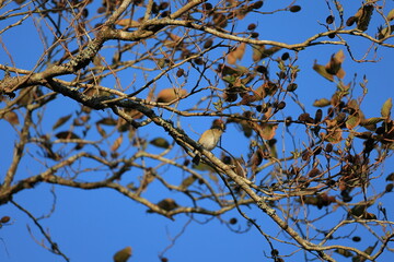 Japanese green alder of Japan's endemic species and their fruits popular with wild birds