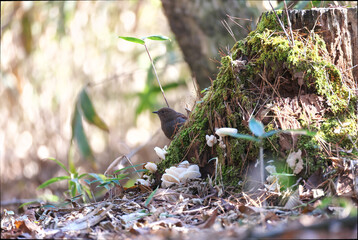 Japanese Accentor that appeared from behind a stunt on a forest road