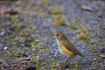 Red-franked Bluetail that goes down to the ground and looks for food