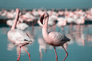 African wild birds. A flock of pink flamingos on the blue lagoon against the bright sky
