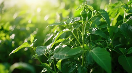Fototapeta premium Fresh green chili pepper among lush green leaves in a sunlit garden for culinary use and organic cooking inspiration