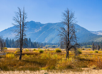 Marshland at Baldwin Beach, Lake Tahoe, California, USA