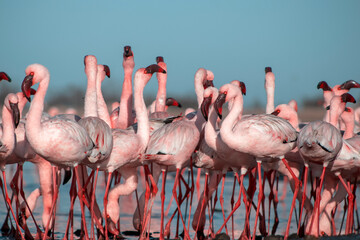 African wild birds. A flock of pink flamingos on the blue lagoon against the bright sky