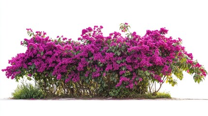 Obraz premium Vibrant long garden bush with lush pink flowers isolated on white background featuring detailed clipping path for design use