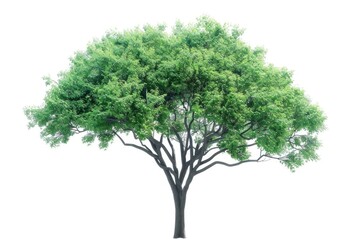 Fototapeta premium green plant isolated 