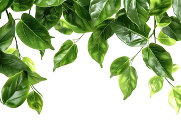 green plant isolated