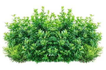 Obraz premium green plant isolated 