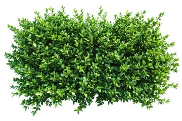 Fototapeta premium green plant isolated 